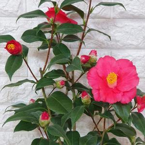 대륜 동백나무45