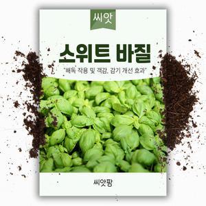 스위트 바질 씨앗 허브 키우기 바실 2000립 sweet basil 종자