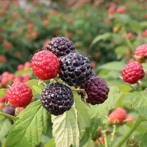 25년 해리농협 고창 햇 토종 복분자 냉동생과 5kg