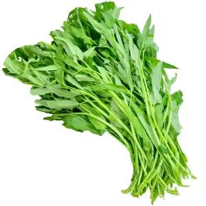 야채이야기 싱싱한 공심채 1kg 모닝글로리 베트남 태국 채소