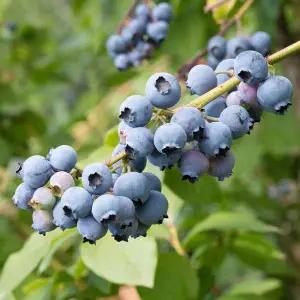 뉴하노버 듀크 블루베리나무 묘목 2.5년생 4년생 5년생 정원 유실수 재배 수확 원예