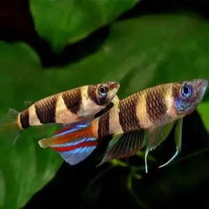 [조스아쿠아 ]열대어, 크라운 킬리[10마리]