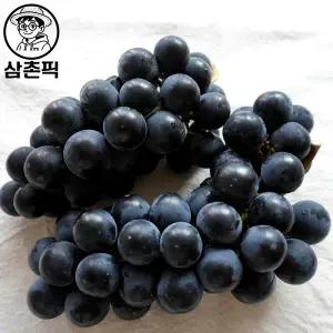 삼촌픽 산지직송 고당도 송산 포도 2kg(3~5수) 캠벨포도
