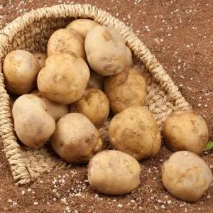 포슬하고 담백해서 맛있는 햇 감자 5kg