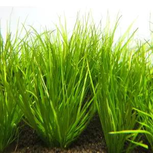 [U] 시그니처 브릭사 쇼트리프 2촉 전경수초