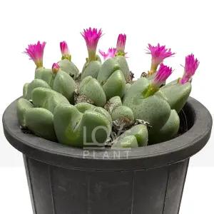 오페라로즈 코노피튬 핑크축전 분할성장 다육 식물키우기 인테리어