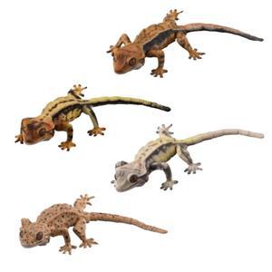 도마 모형 크레스티드 게코 5종 펫 이 붙이류 릴리화이트 푸른혀