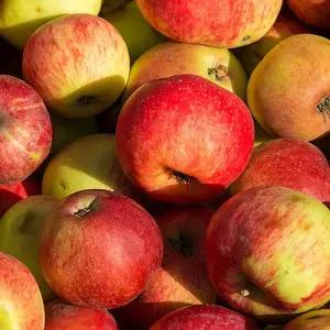 [신세계라이브쇼핑][G]안동 감홍 사과 10kg내외 쥬스용/흠과/크기랜덤