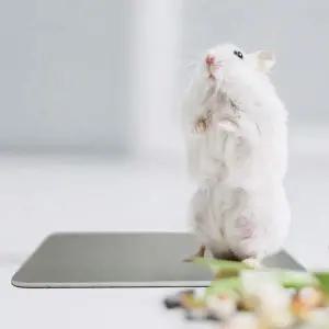 [셀러에이드]애완동물 알루미늄 패드 M 쿨매트 쿨방석 아이스매트