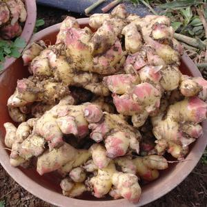 생강 25년 햇생강 10kg 국내산 흙생강