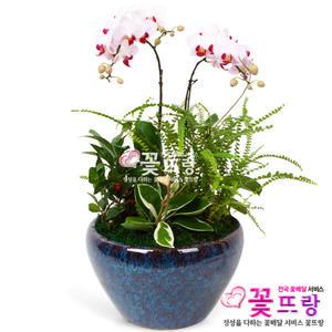 리틀잼 서양란 승진/취임/영전/개업선물/꽃배달서비스