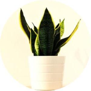 행복한뜰에 산세베리아/미니화분/실내인테리어/사무실공기정화