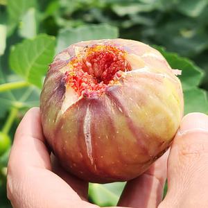 전남영암 GAP 무화과 1kg, 2kg