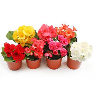 갑조네 꽃베고니아(4개)(랜덤)