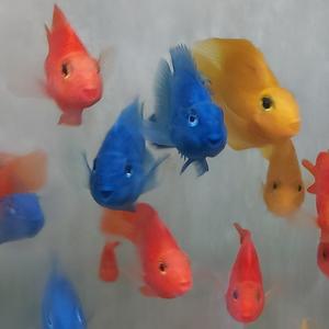 [신세계수족관] 혈앵무 / 칼라패럿