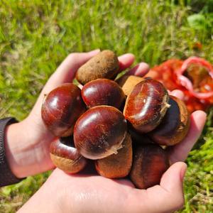 알밤 군밤 햇밤 생밤 밤 10KG