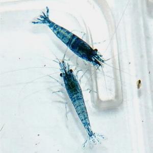 [신세계수족관] 블루벨벳 새우 2cm 5마리