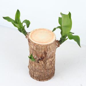 미미네가든 행운목 - 공기정화식물 천연가습 거실화분