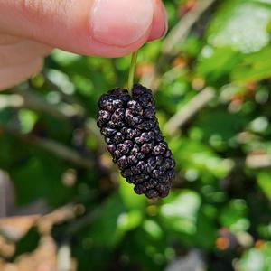 25년 고창 햇 오디 과상2호 특품 1kg 트레이 뽕나무 열매