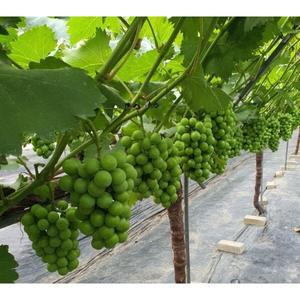 프리미엄 샤인머스캣 샤인머스켓 18브릭스이상 2kg 내외 (3-4수) 추석선물 추천