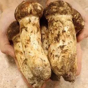 청량산 황토 송이버섯 선물용 상품 500g