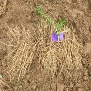 경북 영주 산지발송 미세척 실속 흙약도라지 1kg /25년도라지