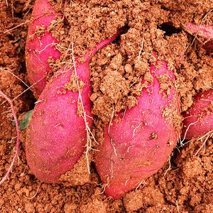 25년 해남 황토 꿀고구마 3kg 5kg  / 햇고구마 땅끝해남 산지발송