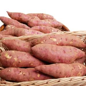 [농부손길]꿀 고구마_10kg(한입_개당 50g미만)