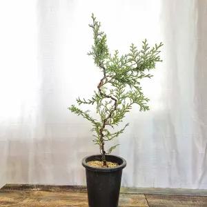 노송 피톤치드 편백 나무 묘목 분재 히노끼 화분 공기정화 식물 키우기