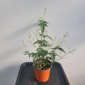 플랜테리어 거실화분 꽃피는 학자스민 소품 10-25cm 42