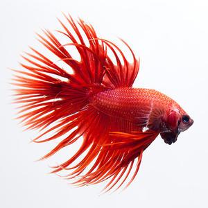 무작위 크라운테일 베타 수컷 [1마리] / 수족관 열대어 관상어