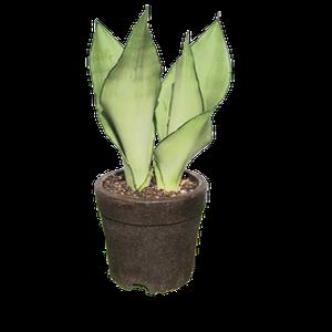 커피화분 커피박화분 [제로웨이스트]