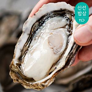 [햇 생굴][대한민국농수산] 당일채취 통영 햇 생굴 500g /1kg/ 2kg