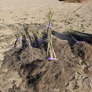 왜성호두나무묘목 8518, 진연4호 1년생