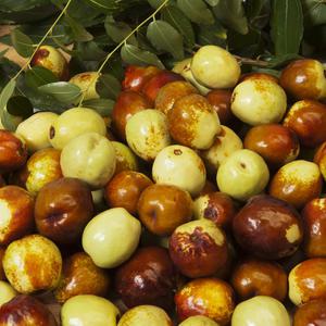 사과대추묘목 나무 왕대추나무 묘목 결실주 R3