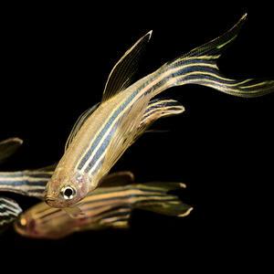 [서진열대어] 잉어과- 제브라다니오 롱핀 5마리