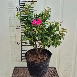 [목하원예조경]왜성 백일홍(미니 배롱나무)망포트 묘목 개화주