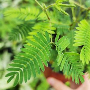 미모사 5개 신경초 움직이는식물 예쁜잎 교육용 어린이집 초등학교 거실화분 인테리어 유치원