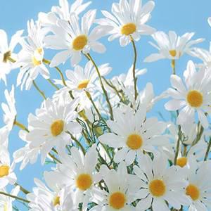 데이지 조화 가짜꽃 싱그러운 인조꽃 울타리 찰영 정원 꾸미기