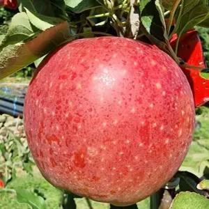 경북 영주 의성 안동 청송 감홍 가정용 못난이 5kg 10kg 제철 햇 사과 대박농원