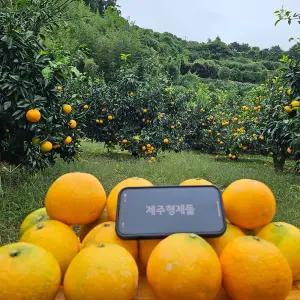 제주 타이벡 햇 노지 가정용 황금향 실중량 4kg 혼합과