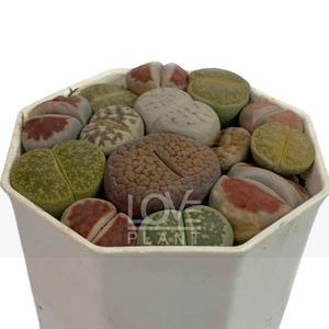 리톱스모듬 분할 메셈 다육이 식물키우기 소품 화분 플랜테리어