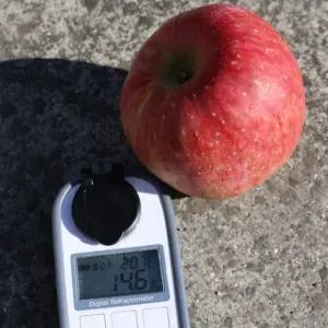 경북 청송 고당도 얼음골 사과 가정용 4kg 중대