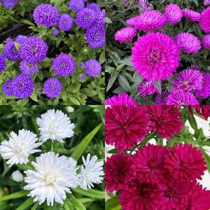 야생화 겹아스타국화 모종 12개 세트 4종