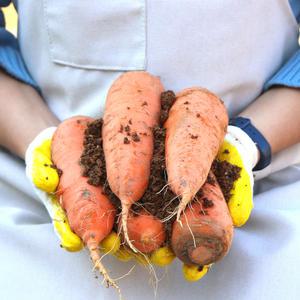 [농산물마루] 제주구좌 흙당근 당근