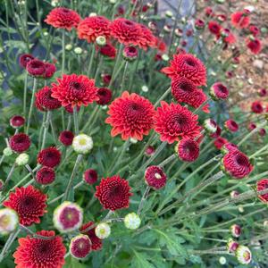 절화국화 레드 2개묶음 꽃모종 노지월동 다년초 다년생 야생화 가을꽃 B01