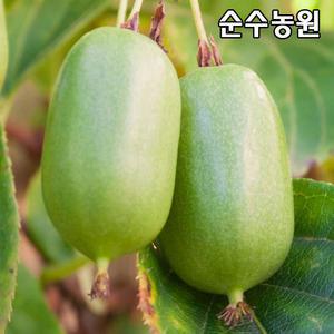 다래나무 묘목, 점보다래 120L 포트 1개/유실수 과실수 묘목