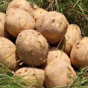 [팔도농장] 25년 수확 햇 수미감자(특) 3kg