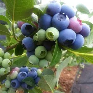 대과종 조생 블루베리 3년생 뉴하노바, 신틸라 7치화분묘2주