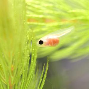 치어를 부탁해 3종수초 (타누키모5촉 나자스말5촉 마츠모4촉)